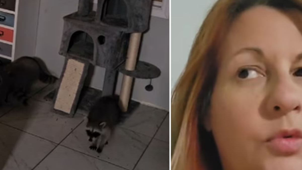 Mujer instaló una puerta para gatos en su casa en Estados Unidos y se llevó una gran sorpresa: mapaches la invadieron