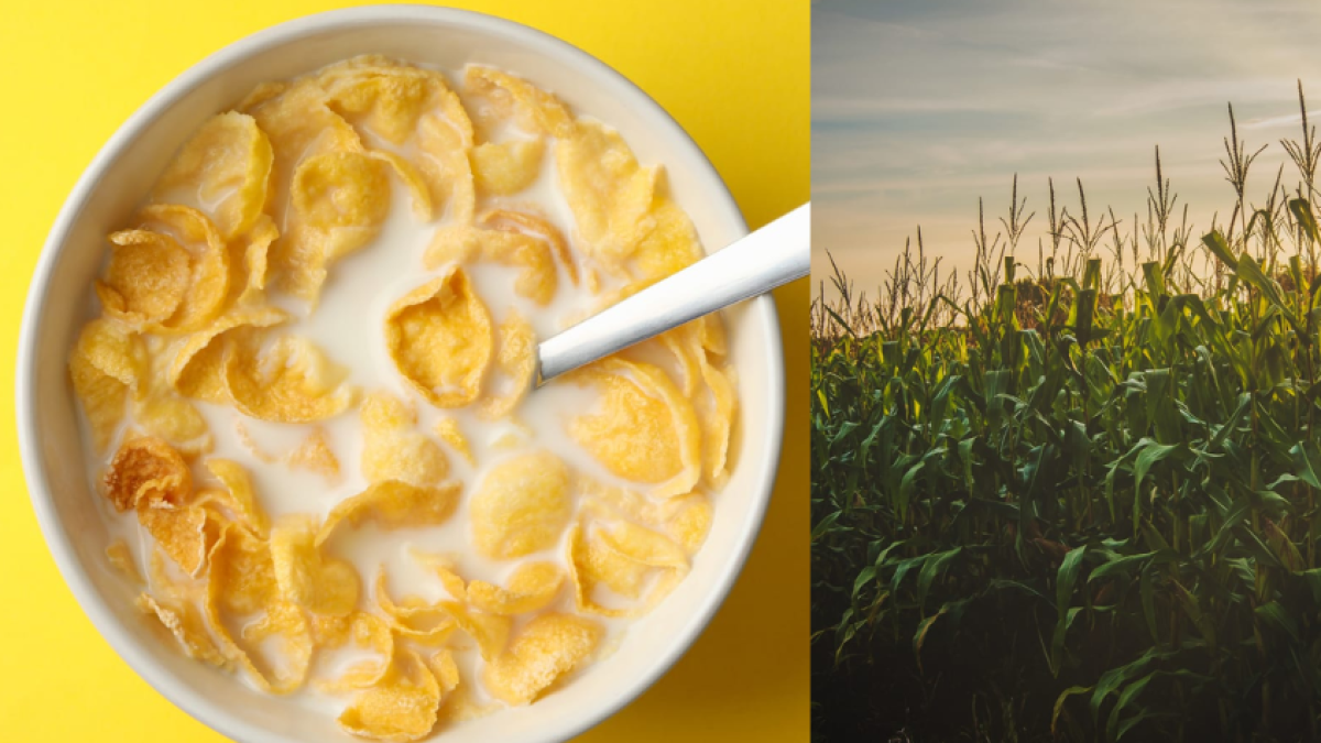 El cereal que aporta hierro y ayuda a la producción de glóbulos rojos