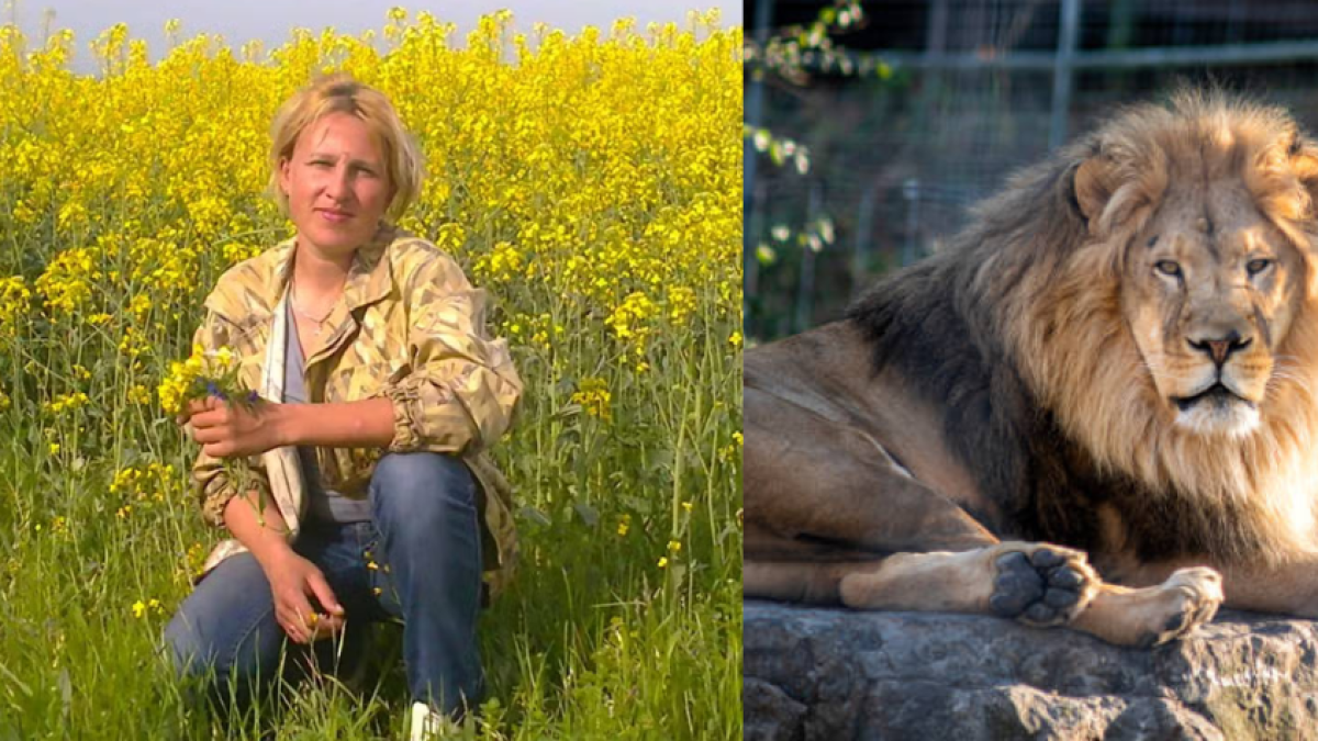 Cuidadora de zoológico muere tras ser atacada por leones en un parque de Rusia: tenía 18 años de experiencia en el oficio