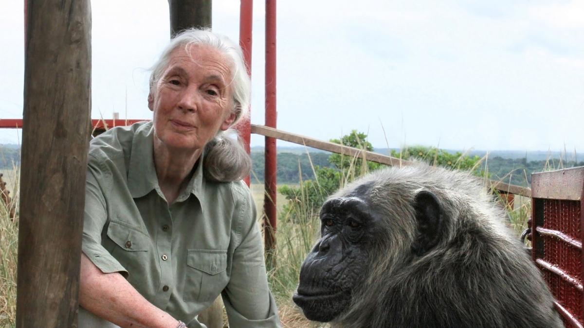 Jane Goodall: 'Yo nunca fui parte de la comunidad de los chimpancés; me permitieron entrar a su entorno y al principio jugamos un poco'