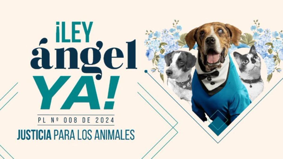 Fue aprobado en el Senado el proyecto de ley que busca fortalecer la lucha contra el maltrato animal