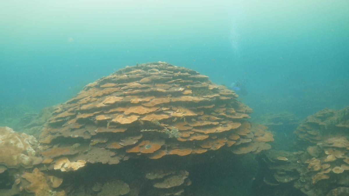 COP 16: La resiliencia de los Corales de Varadero en la Bahía de Cartagena