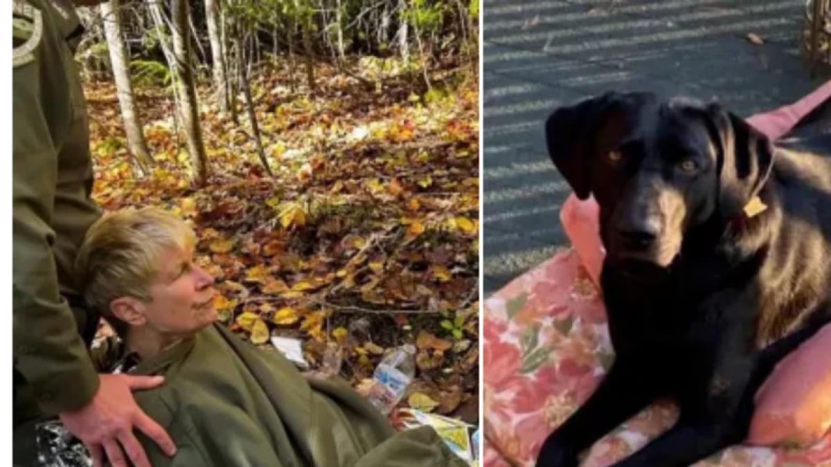 El perro que cuidó por cuatro noches a su dueña perdida en un bosque y le salvó la vida