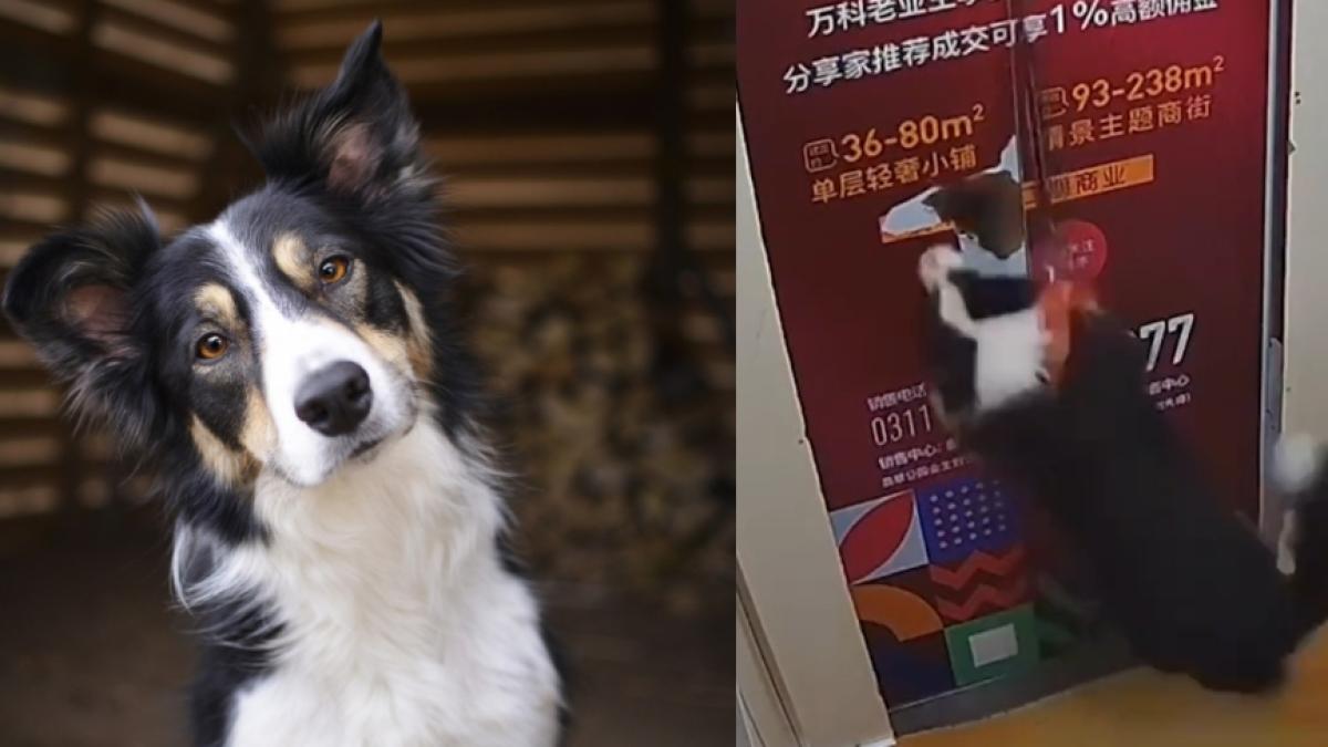 Perrito se salvó de milagro, luego de que su correa se quedara atrapada en la puerta de un ascensor