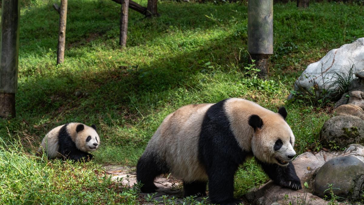 'Los zoológicos estadounidenses claman por pandas y China se los proporciona con entusiasmo'; el imperfecto plan para 'salvar' a la especie