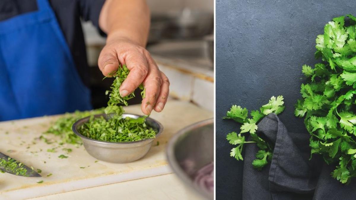 Estos son los sencillos trucos para hacer que el cilantro le dure hasta 20 días: ¿debe ir en la nevera?