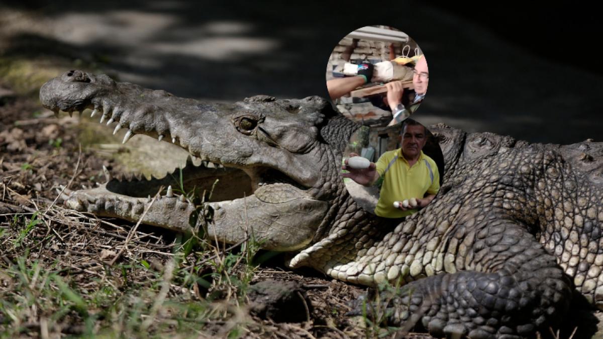 The mess with 'Ñata', the alligator that grew up as a 'pet' in a house in Palmira, apparently for 54 years