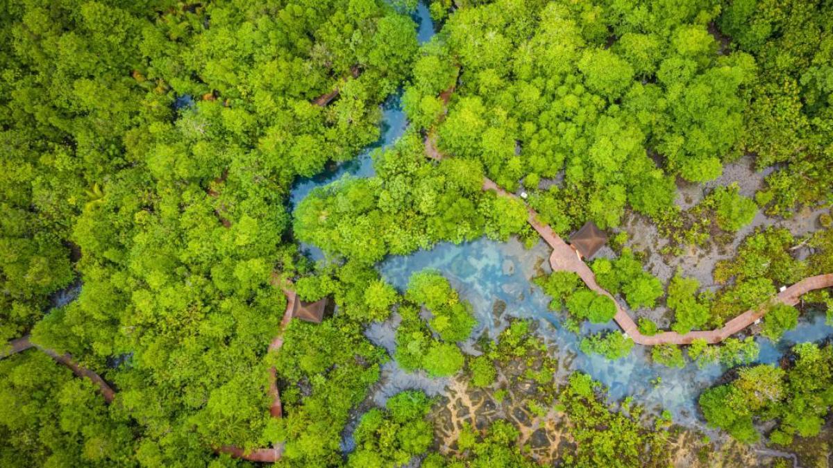 COP16 | Sector bancario de Colombia expone ambiciosas metas económicas para apoyar proyectos en favor de la biodiversidad