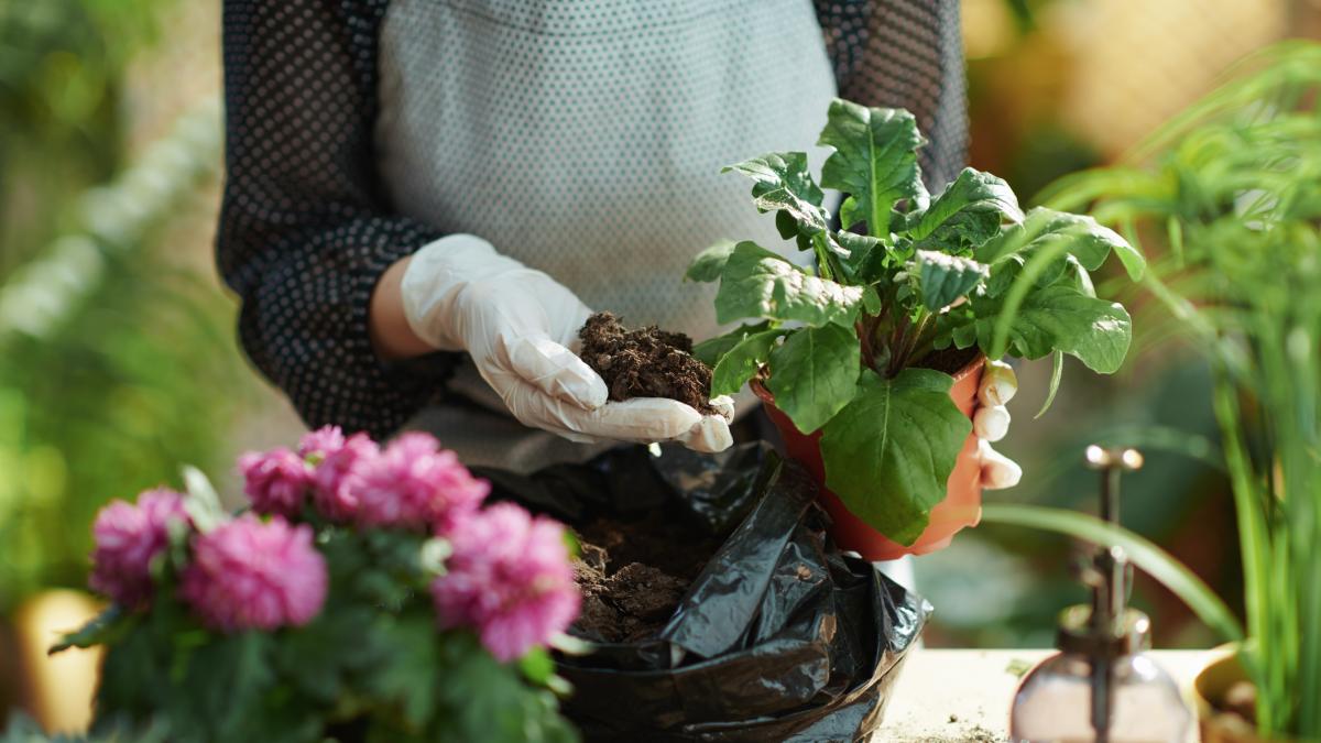 ¿Cuáles plantas ayudan a bajar el calor en casa? Son matas para interiores ideales para tierra caliente y refrescar el hogar