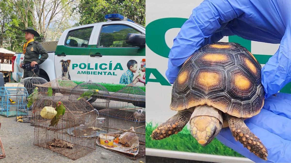 Rescatan 22 especies de fauna silvestre en Antioquia: los animales recuperados tienen un avalúo superior a los $166 millones