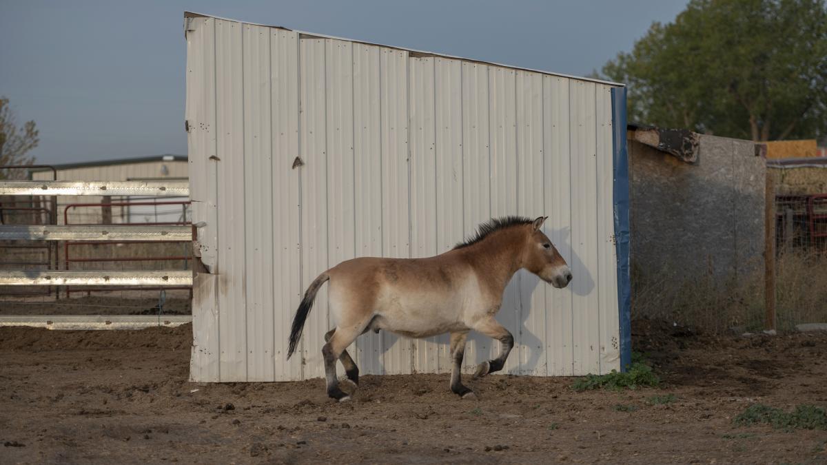 Increíble: venden caballos en peligro de extinción