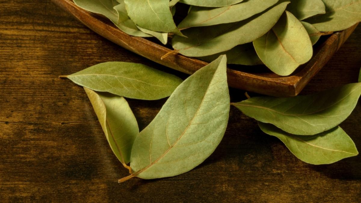 El poderoso ritual con tres hojas de laurel que podría atraer la riqueza, según el Feng Shui