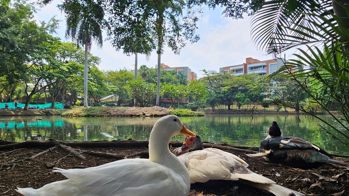 Polémica por el traslado de patos del humedal El Retiro, en el sur de Cali 