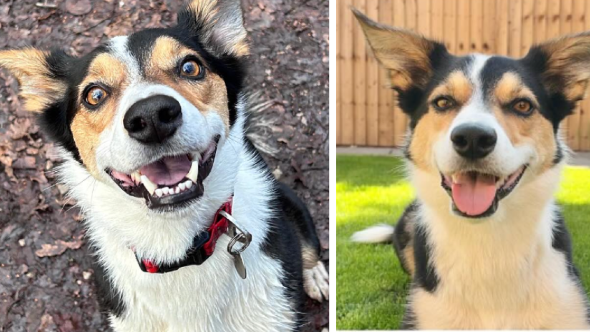 Dueños de perrito que 'cantaba' al escuchar a su artista favorita se dieron cuenta de que la mascota tenía una enfermedad crónica cuando un día no lo hizo