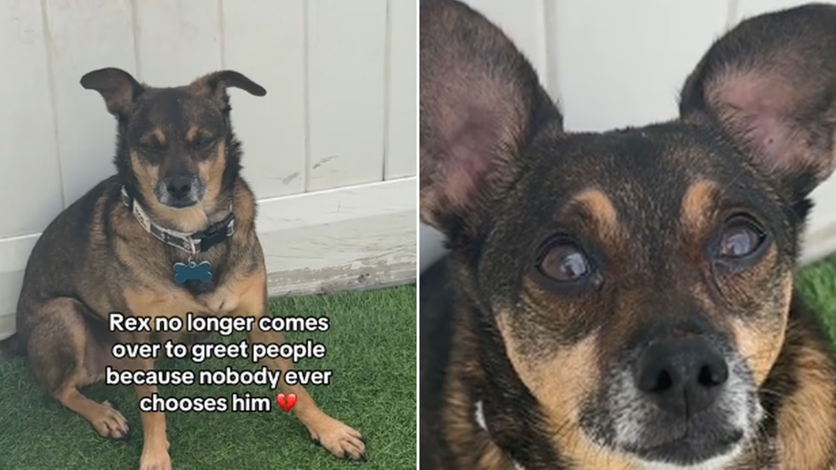 El perrito que estuvo más de 1000 días en un refugio y dejó de querer a las personas