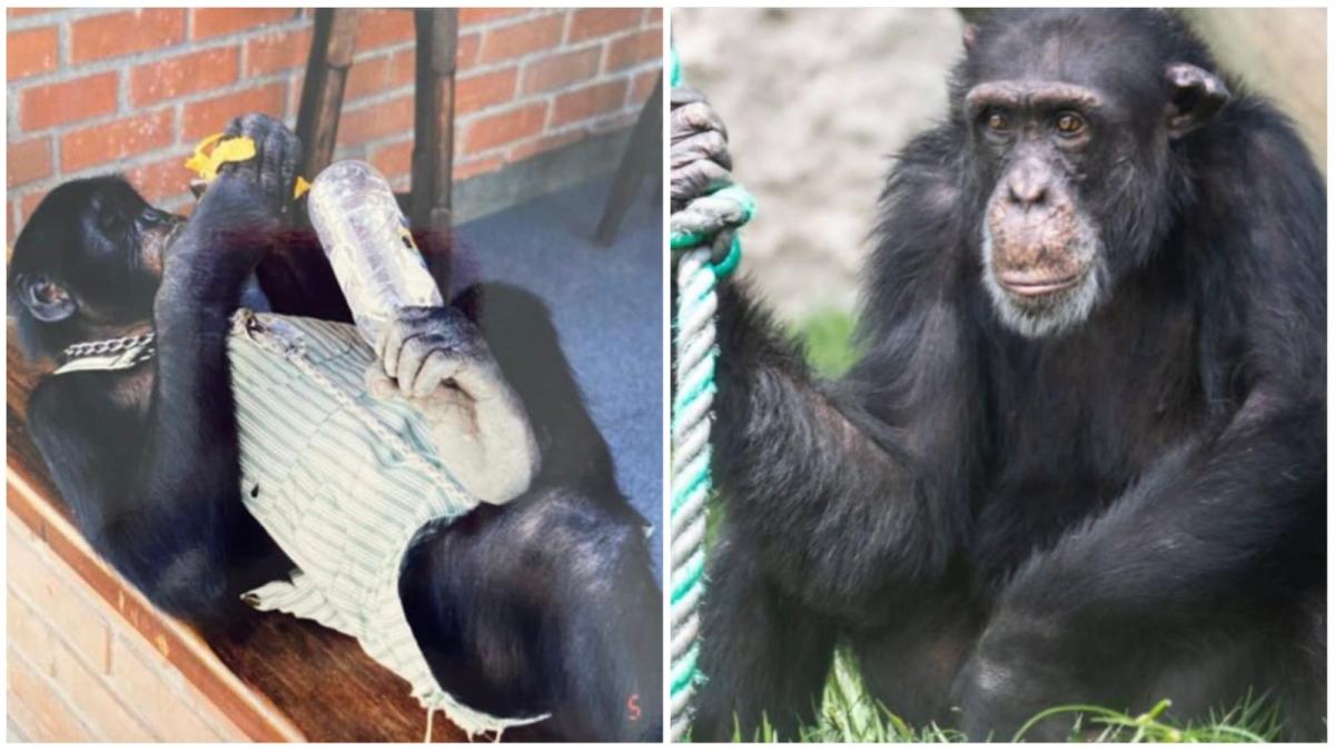 La historia de Yoko, el único chimpancé macho en cautiverio en Colombia que será llevado a un santuario en Brasil