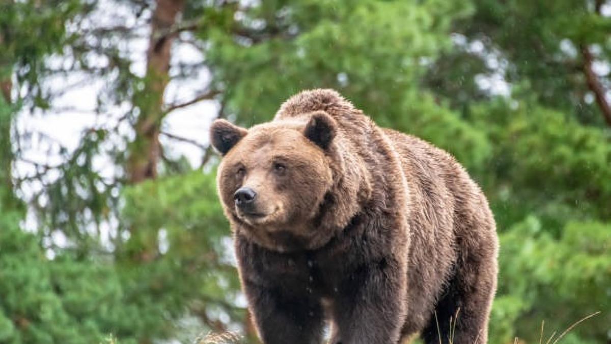 Los Ángeles: un oso atacó su auto y ahora los arrestaron por un inédito motivo