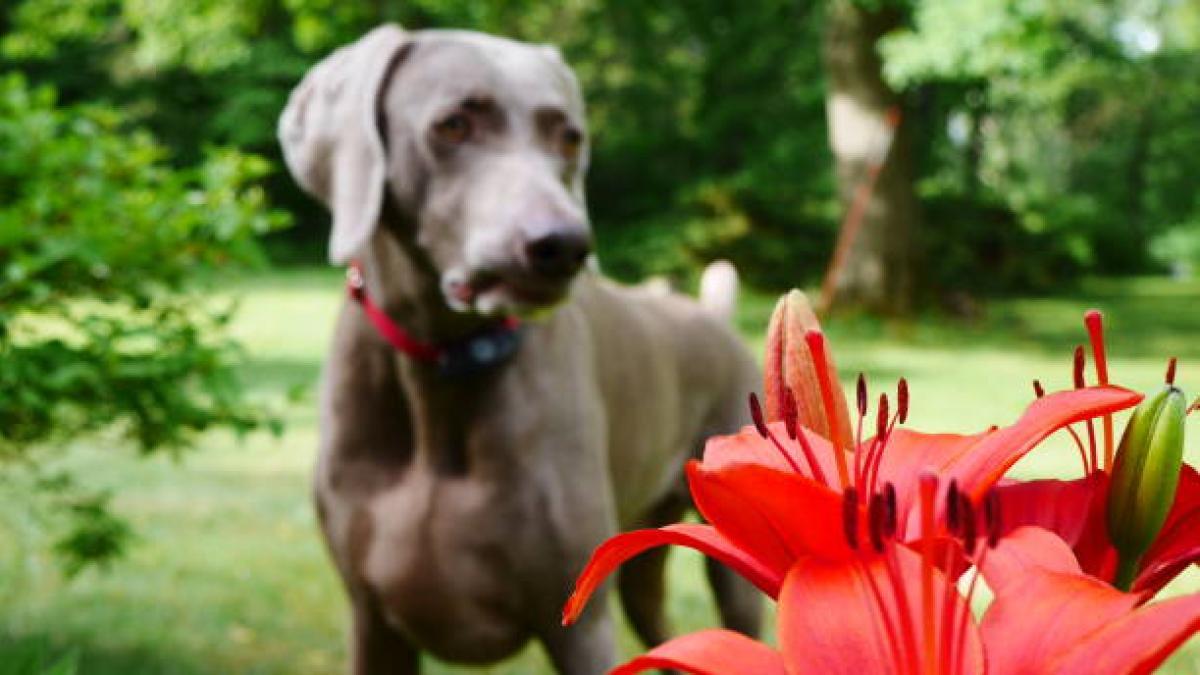 Cuidado: estas son las matas más tóxicas y peligrosas para su perro, para que no las tenga en casa