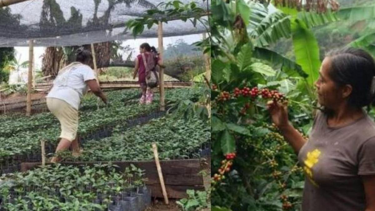 Lluvias torrenciales ponen en riesgo 20.921 toneladas de café en Cesar