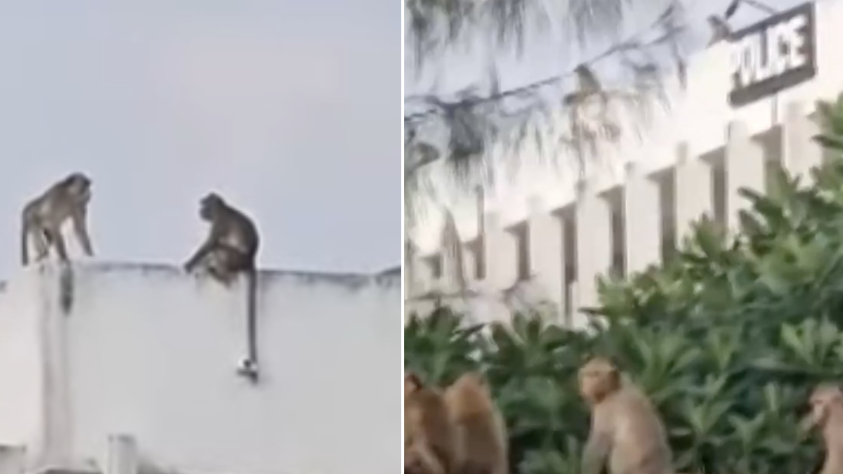 Más de 200 monos escaparon y obligaron a la policía a atrincherarse en una comisaría en Tailandia: video
