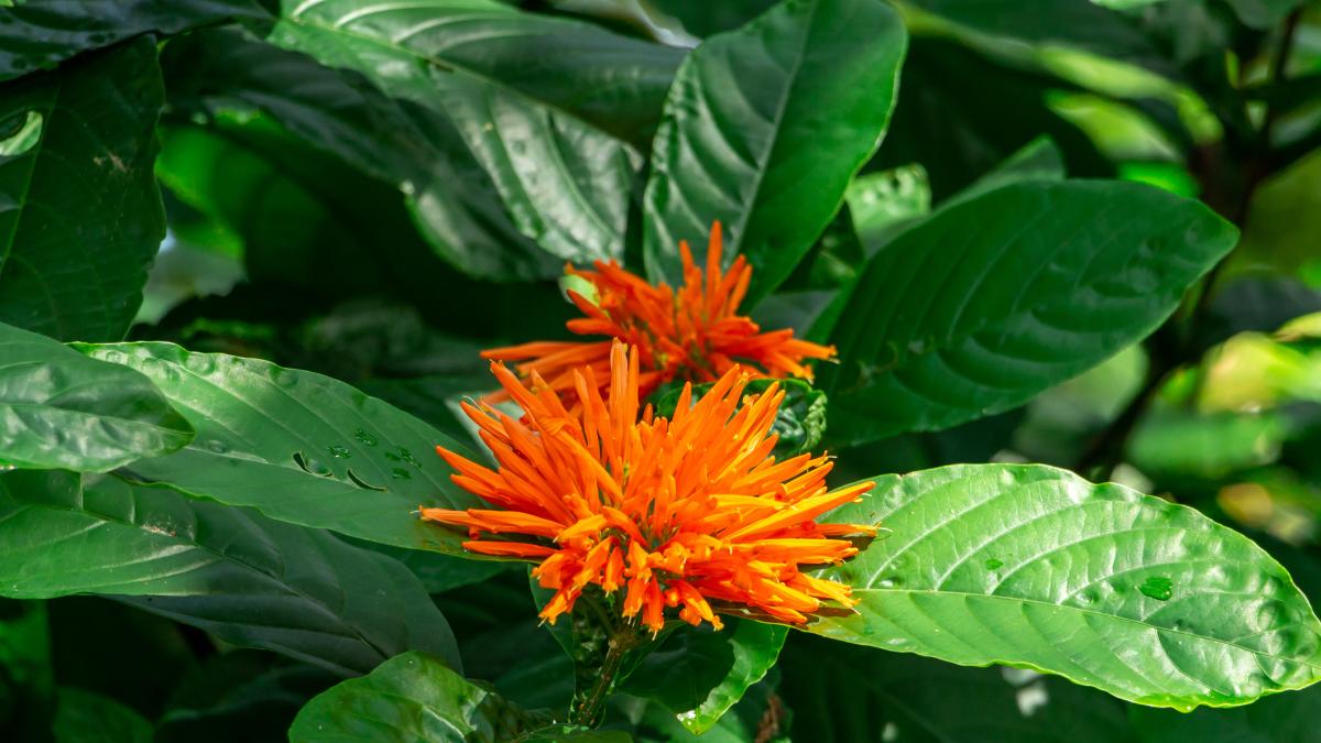 Esta es la planta que crece en Colombia y México, ayudaría a prevenir el cáncer: científicos estudian sus propiedades