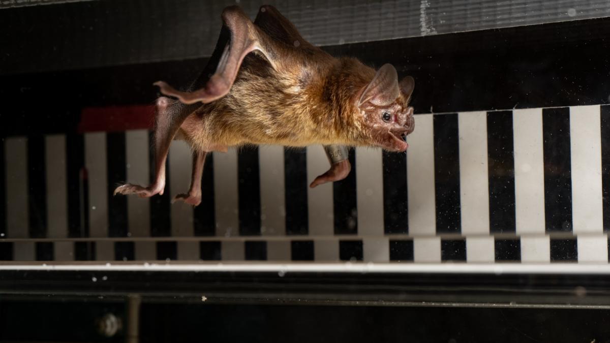 They inject cow blood into vampire bats for an experiment: this is what they found