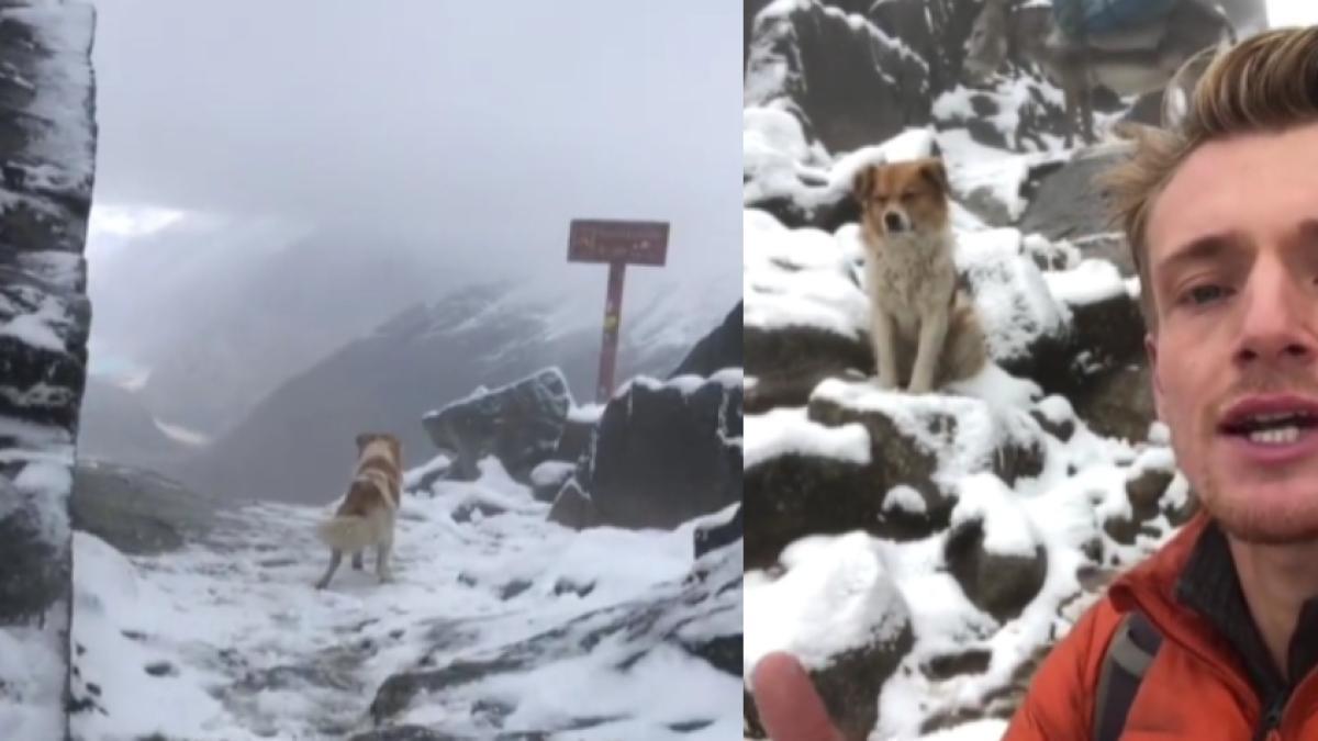 Mochilero ‘se perdió’ en una montaña y un perrito lo guio por el camino correcto: 'Confié en su conocimiento de montaña’