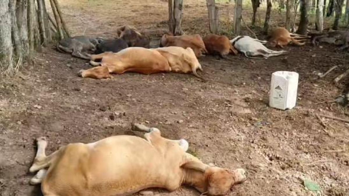 Tragedia eléctrica en el sur del Atlántico : mujer pierde la vida en Polonuevo y rayo mata 12 vacas en Manatí