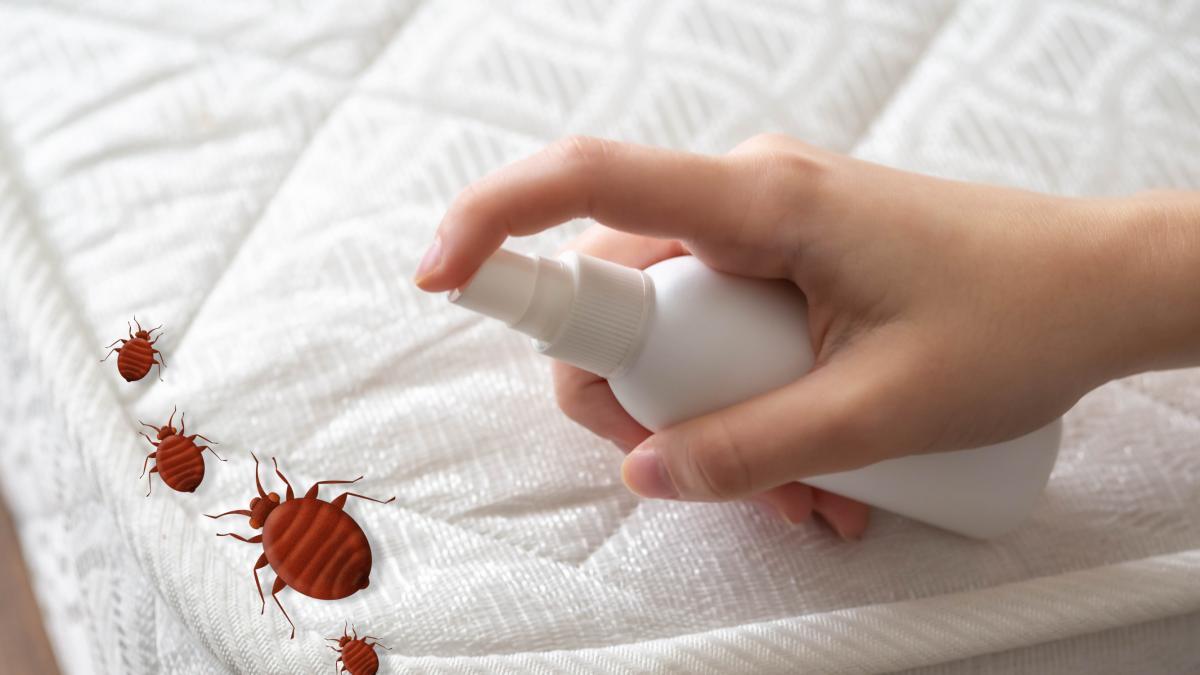 Cómo deshacerse de las chinches en la cama con remedios naturales: así puede evitar esta plaga en su casa