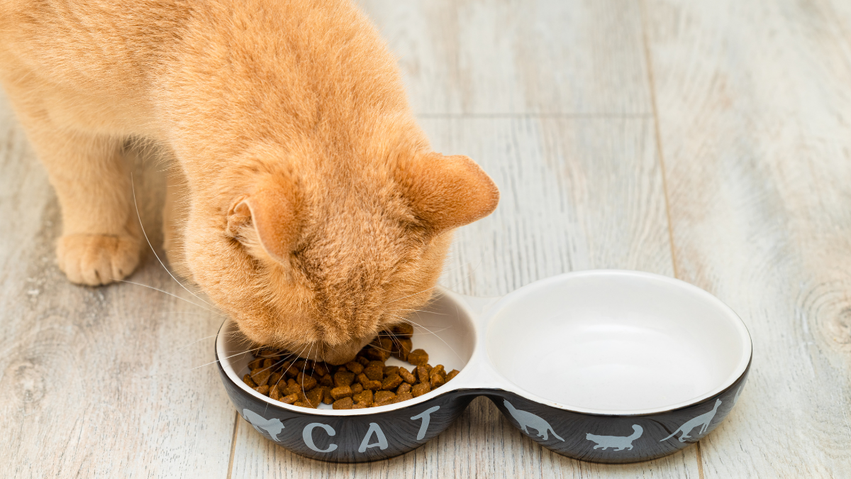 Cuánto tiempo pueden pasar los gatos sin comer: este es el tiempo máximo antes de que tengan daños en su salud