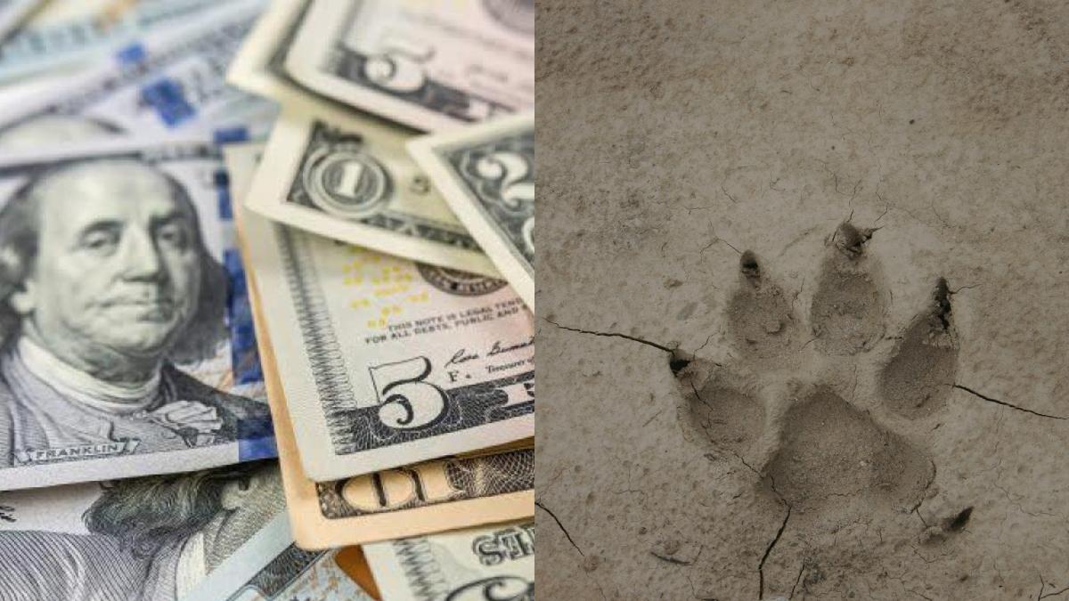 Animal murió en frontera de EE. UU. y prometen US$100.000 a quien dé información del responsable
