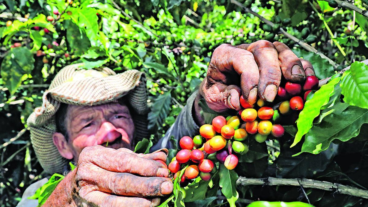 Café colombiano marca récord: ¿sí es el valor máximo de la historia en términos reales al comparar con el precio de 1977?