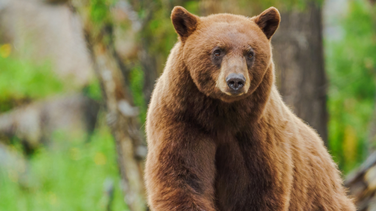 En pleno Florida, una mujer que iba con su perro se cruzó con un oso y lo golpeó con una bolsa