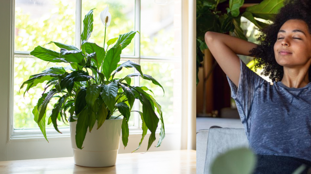 ¿Qué significa que una persona tenga muchas plantas en su casa, según la IA?