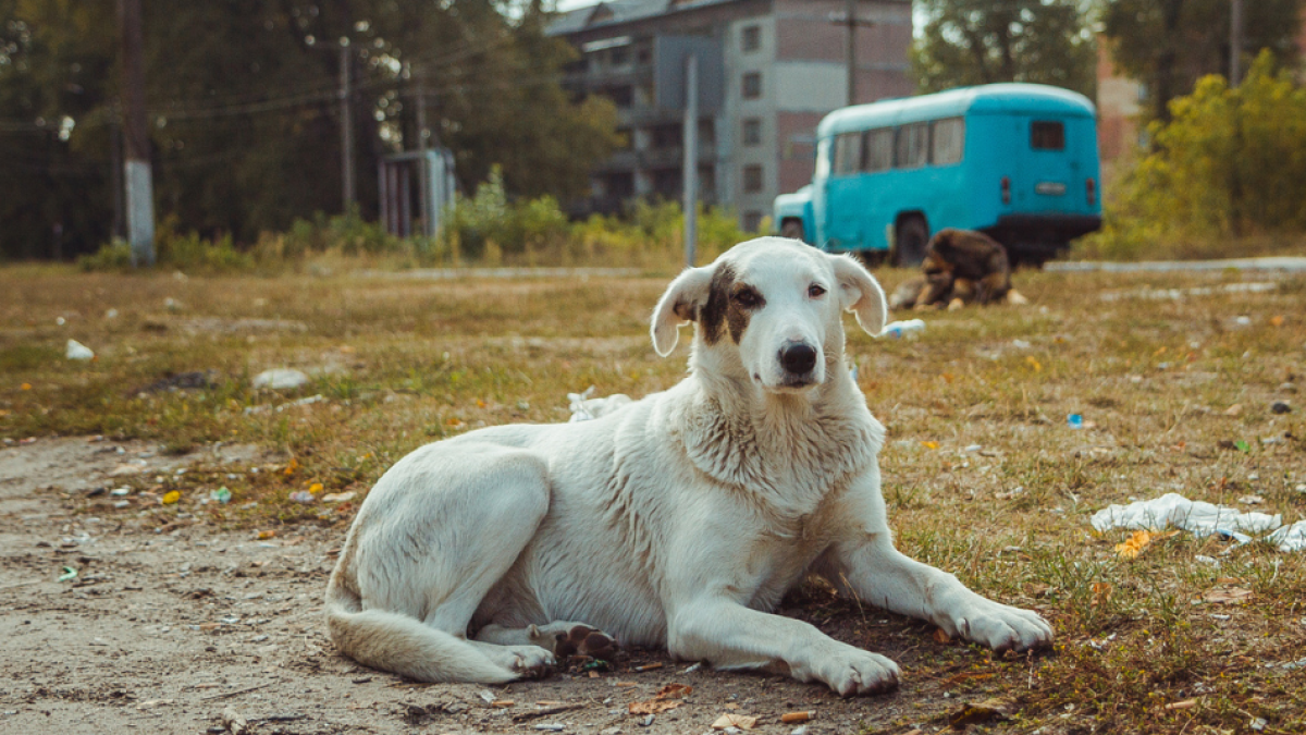 Los perros de Chernobyl: el hallazgo de científicos sobre la genética de estos animales en la zona