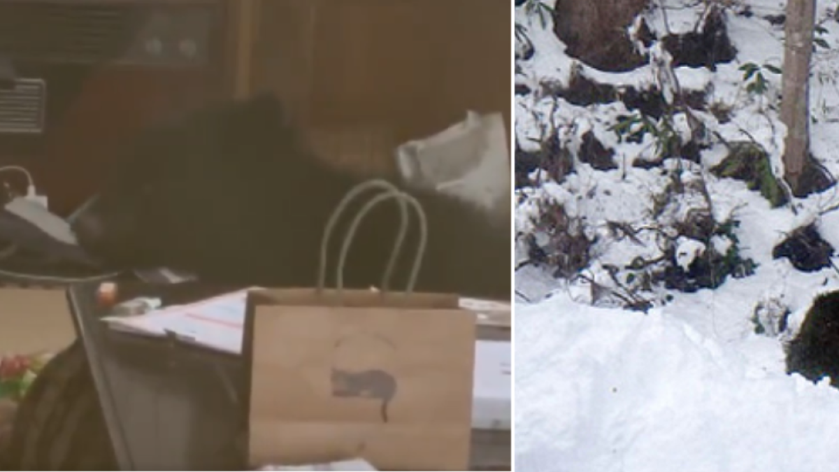 Hombre encontró a un oso dentro de su casa en Japón: estaba calentándose debajo de una mesa