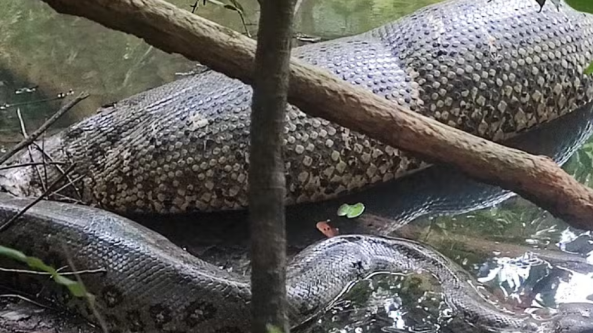 Video | captan a una anaconda flotando en el río después de comerse una presa en Brasil
