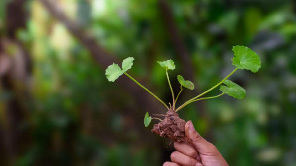 La hierba que cura problemas en la piel y es buena para producir colágeno