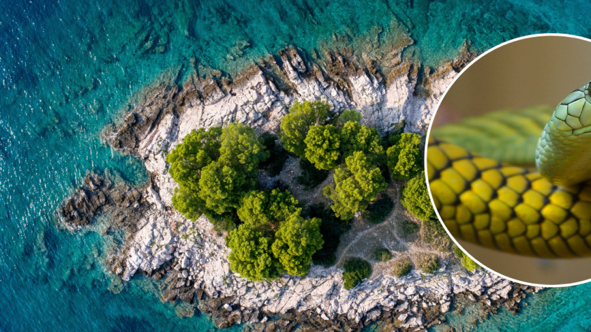 Biólogo habla sobre la segunda isla más poblada con serpientes en el mundo: ‘Es siniestro’