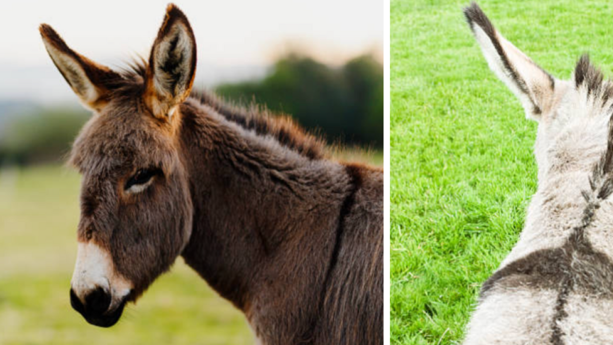 ¿Por qué los burros tienen una cruz en la espalda? Esto dice la leyenda sobre Jesucristo