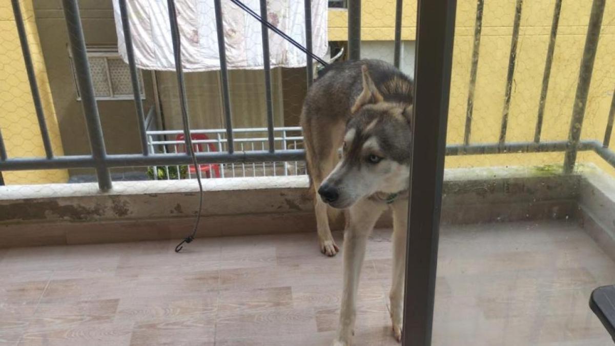 La fuerte sanción contra un hombre por caso de maltrato animal que sufrió un perrito en Soledad