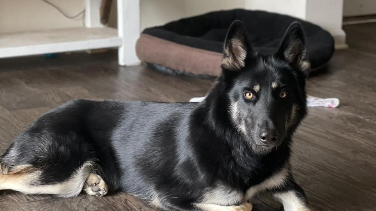 El perro de Florida que escapó de casa, recorrió 32 kilómetros y volvió de una forma inesperada