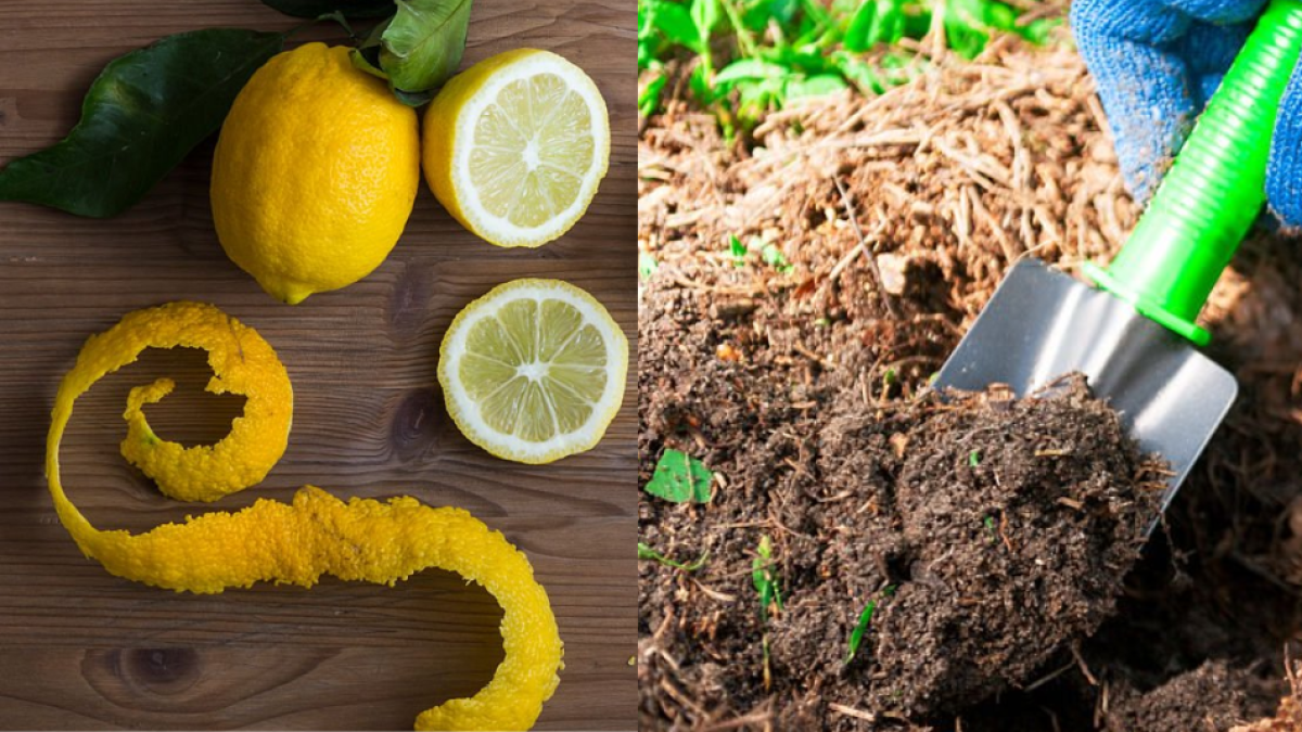 ¿Por qué recomiendan enterrar cáscaras de limón en el jardín? Beneficios de esta práctica