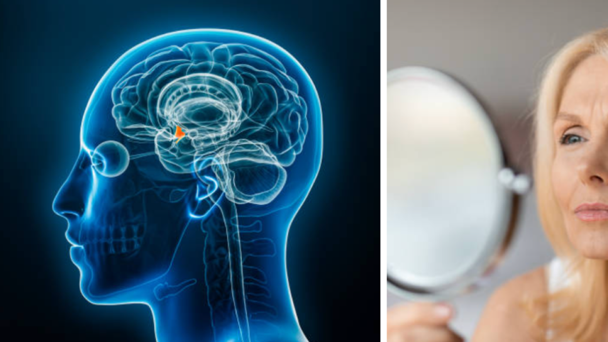 Científicos identifican región del cerebro donde empieza el envejecimiento