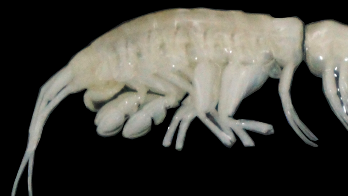 Descubren en las profundidades de Atacama a ‘un nuevo gran depredador’: la ciencia revela su voracidad y agilidad