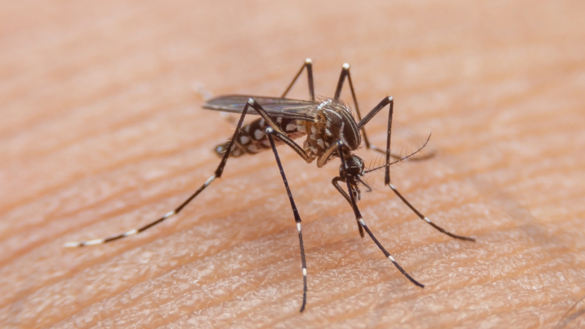 No es solo fiebre amarilla, también hay alerta por aumento de dengue en el país: así está el panorama en Antioquia