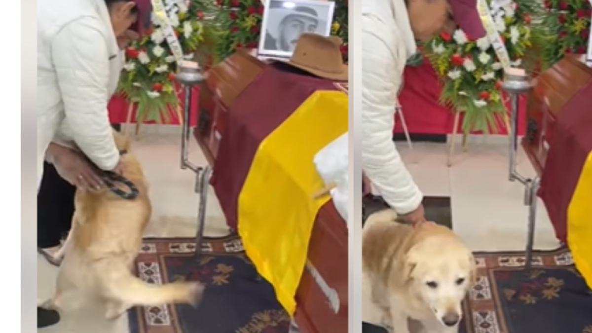 Adiós a lágrimas: el emotivo adiós de un perrito en el sepelio de un hincha del Deportes Tolima