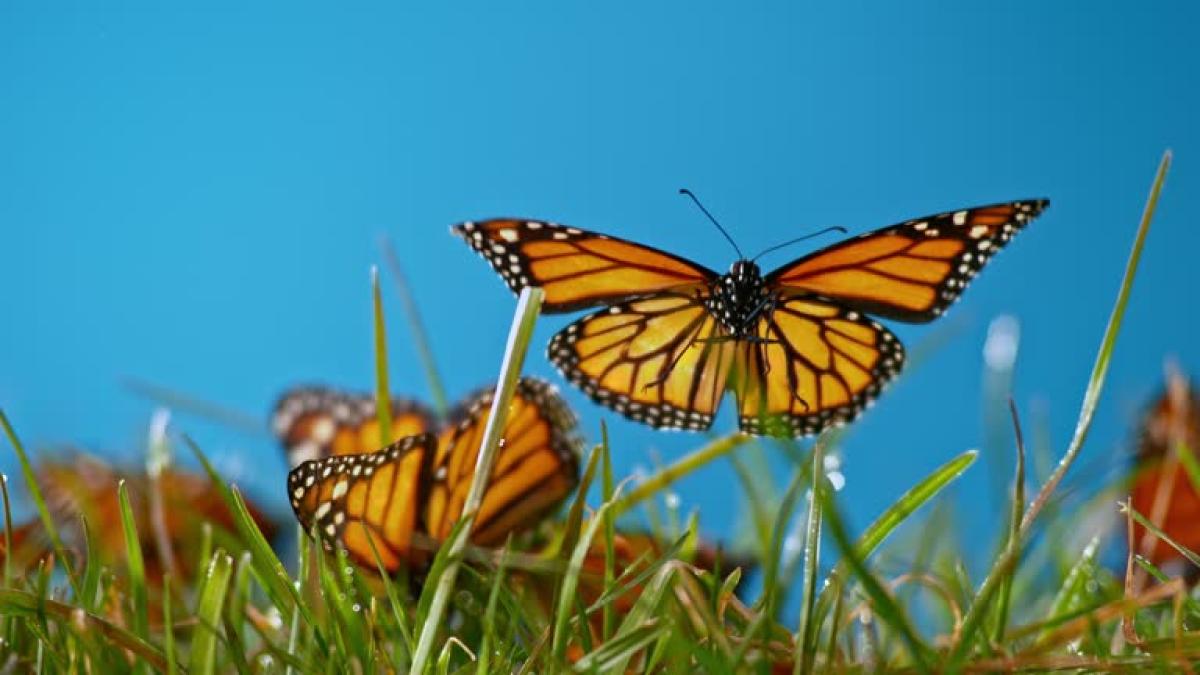 ¿Las alas de las mariposas están cubiertas de escamas?