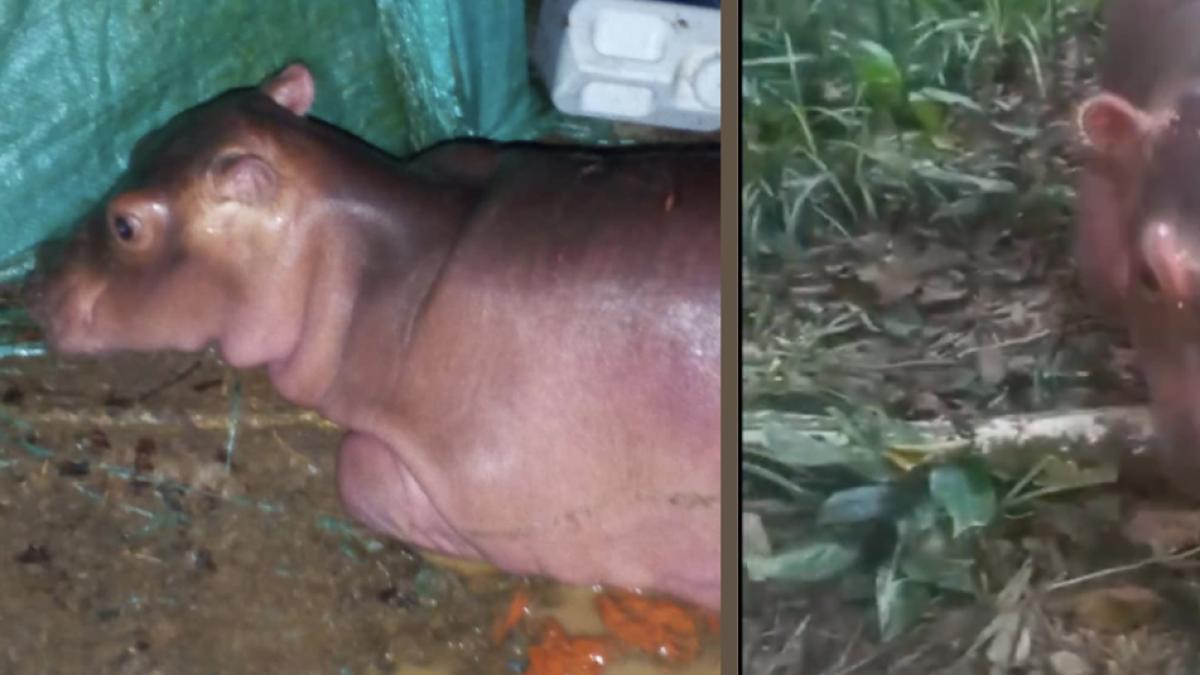 Polémica por cría de hipopótamo que es tratada como mascota en centro turístico de Antioquia