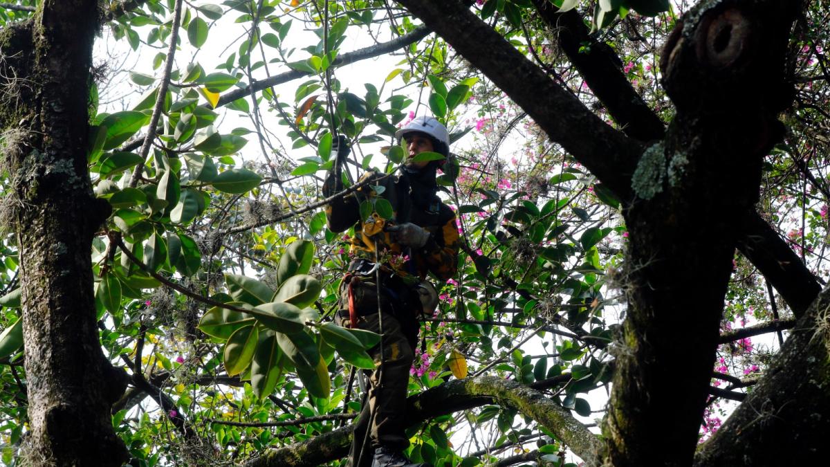 Artan ağaç düşüşleri karşısında şok planı başlatırlar